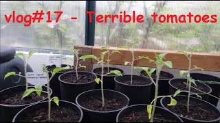 vlog #17  Terrrible tomatoes