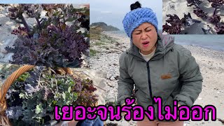 สองสวยลุยดงคะน้าทะ # ตัดกันแบบเมามันส์ # มีแต่กอสวยเลือกได้ sea kale.12/5/22.