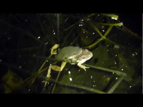 Active Vernal Pool. Peepers, Wood Frogs, American Toads