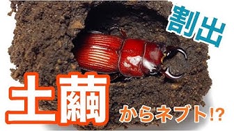ネブトクワガタ Youtube