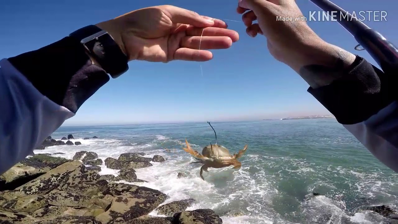 Rock fishing portugal, robalo de 3 kilos.