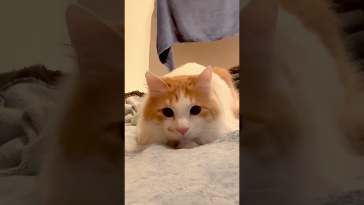 猫 猫のいる暮らし 仲良し猫 猫の兄弟 兄弟猫 ねこ 猫大好き Cat 仲良し猫 寝る猫 ネコ 寝顔 ニャンコ 猫団子 にゃんこ Gato Kedi 貓 قط Youtube 猫 猫のいる暮らし 仲良し猫 猫の兄弟 兄弟猫 ねこ 猫大好き Cat 仲良し猫 寝る猫 ネコ 寝顔 ニャンコ 猫団子 にゃんこ Gato Kedi 貓 قط Youtube