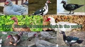 Top 8 Muscovy Duck Breeds That Will Amaze You!