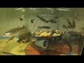 【淡水魚シリーズ 3】ヒメハヤの産卵行動