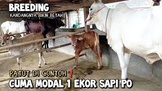 Breeding sapi modal satu ekor sapi PO sekarang jadi sekandang