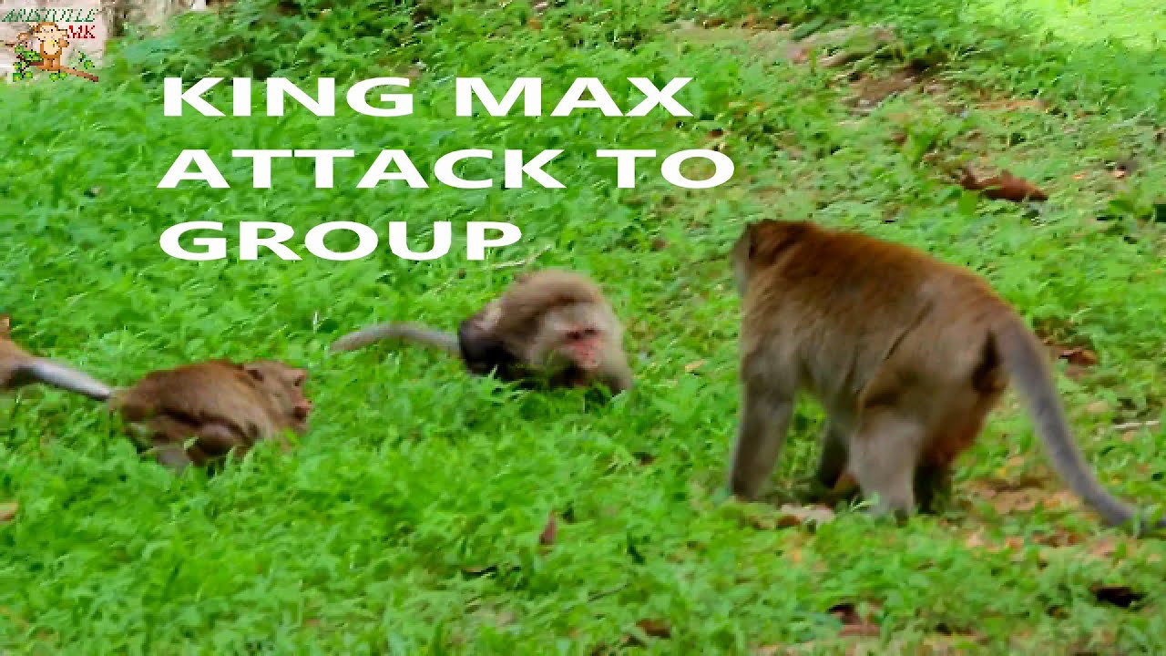 SERIOUSLY ATTACK KING MAX WITH DAISY -QUEEN INCLUDING ALL MONKEY CRY SOUND LOUDEST |