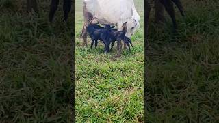 Three calves sharing mother's milk 🐄🖤 #cowandcalf #motherandcalf #shortsvideo #dairyherd #mothercow