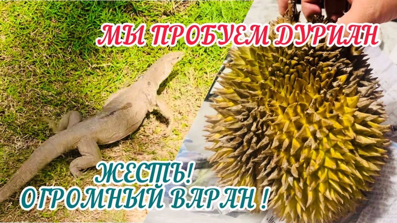 Переселяемся в раздельные номера в Maduranga N Gest / ПРОБУЕМ ДУРИАН !/МИРИССА 2023