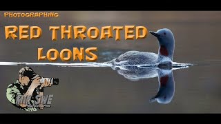 Photographing the Red Throated Loon