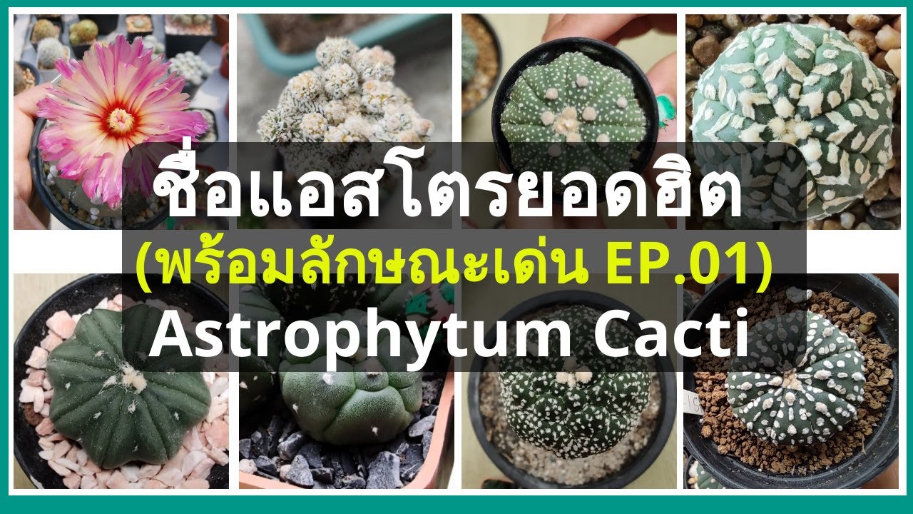 Cactus Names With Picture Astrophytum Asterias 🌵 รู้จักแคคตัสสายพันธุ์แอสโตรไฟตั้มยอดฮิตในไทย EP.01