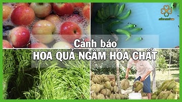 Cảnh Báo Tình Trạng Trái Cây Ngâm Hóa Chất I Nguy Hiểm Trái Cây Bảo Quản Bằng Hóa Chất
