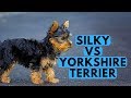 Yorkshire Terrier vs Silky Terrier Difference の動画、YouTube動画。
