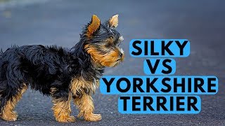 Yorkshire Terrier vs Silky Terrier Difference