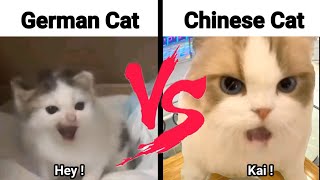 Chinese Cat Meme Vs German Cat Meme