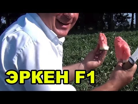 Арбуз Эркен F1 за несколько дней до уборки. Самый урожайный в своём сегменте!