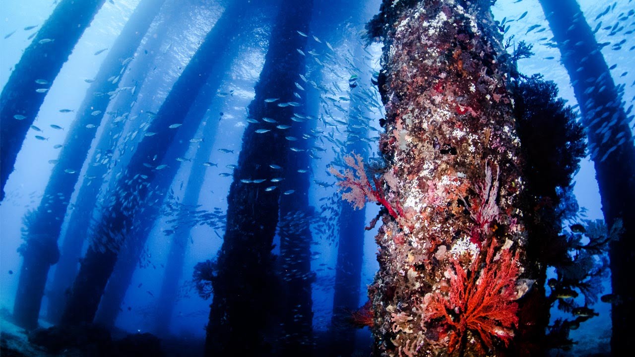 Amazing Underwater Forest - YouTube