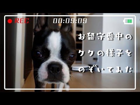 【ボストンテリア】お留守番中のククの様子をのぞいてみた
