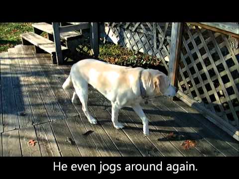 Can Vestibular Disease Cause Seizures In Dogs Can Vestibular Disease Cause Seizures In Dogs
