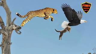 Mother Leopard Save Her Babay Fail And Hunt Eagle To Revenge | SFMS Production