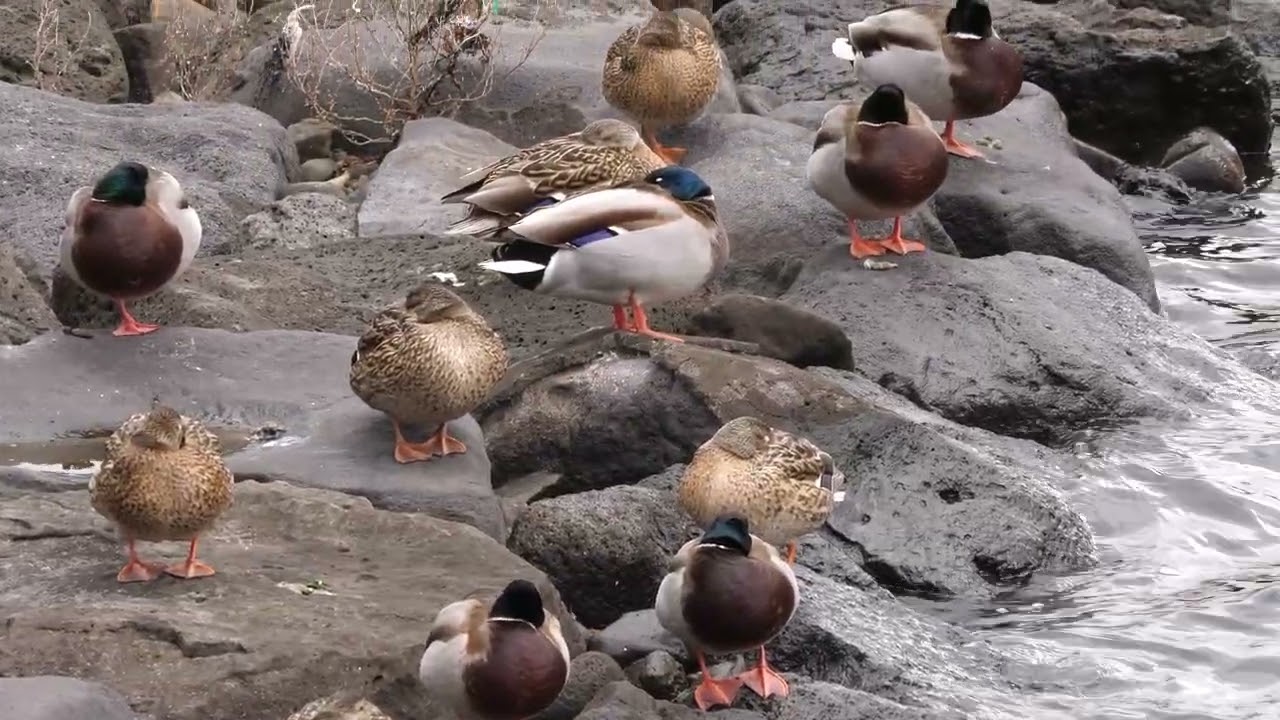 제주 올레길에서 만난 새들, 탐조