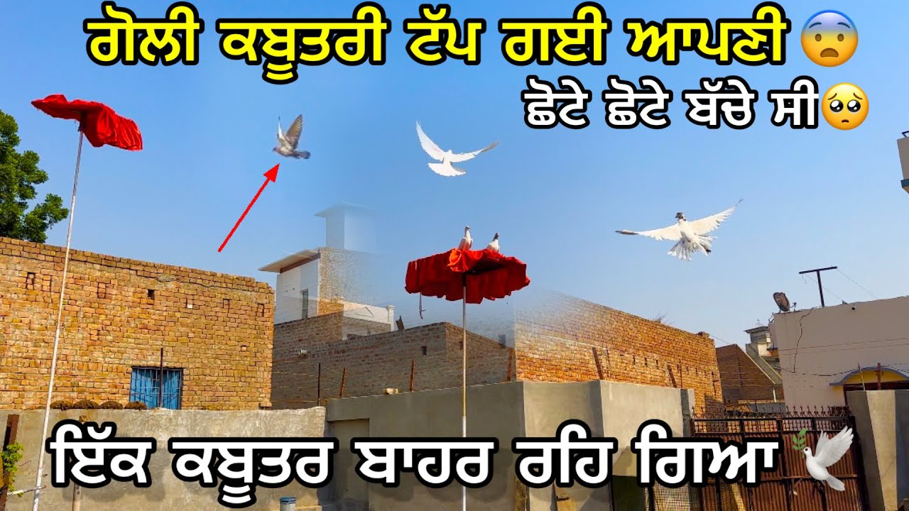 ਗੋਲੀ ਕਬੂਤਰੀ ਟੱਪ ਗਈ ਆਪਣੀ 💔|| ਛੋਟੇ ਛੋਟੇ ਬੱਚੇ ਸੀ 🥺|| ਇੱਕ ਕਬੂਤਰ ਬਾਹਰ ਰਹਿ ਗਿਆ🕊️|| #pigeon #petsvlog