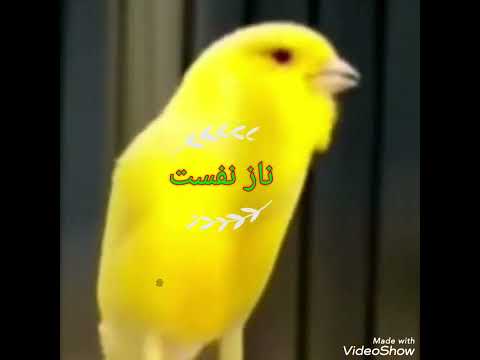 آواز دلنشین قناری