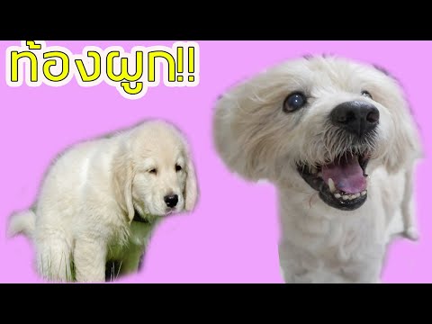 คนเลี้ยงต้องรู้!!แชร์2วิธีแก้น้องหมาท้องผูกแบบง่ายๆๆได้ผลจริง l love dog