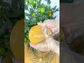 Làm gì với nấm Scoby bị bỏ quên lâu ngày ?#kombucha #trakombucha #scoby