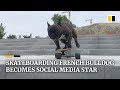 Skateboarding French bulldog becomes Chinese social media star