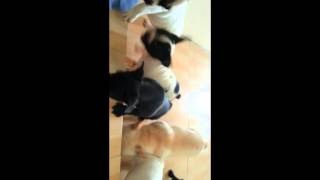 French Bulldog Play Together by Devoue Kennel 265 views 9 years ago 27 seconds