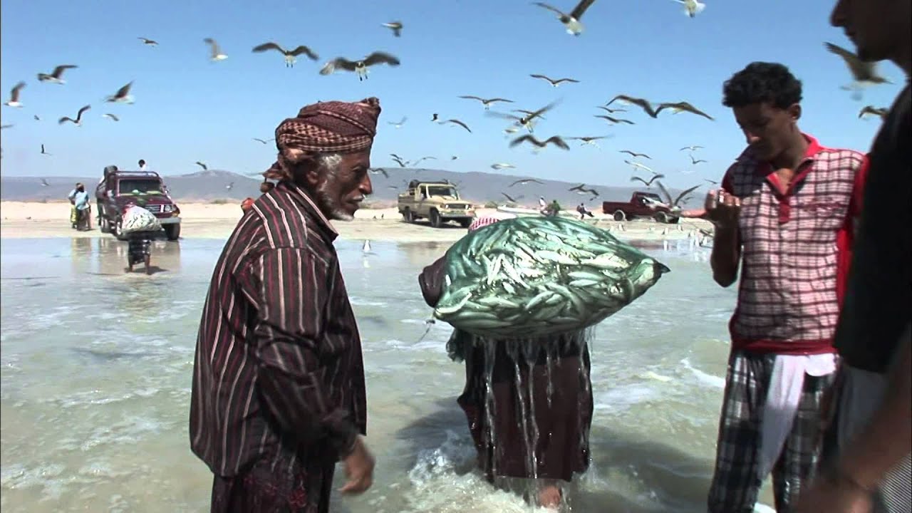 【K】Oman Travel-Taqah[오만 여행-타카]아라비아 반도의 전통 정어리 낚시/Sardine Fishing/Net/Sunset/Fish