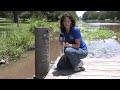 Invasive apple snails threaten Louisiana crawfish farms