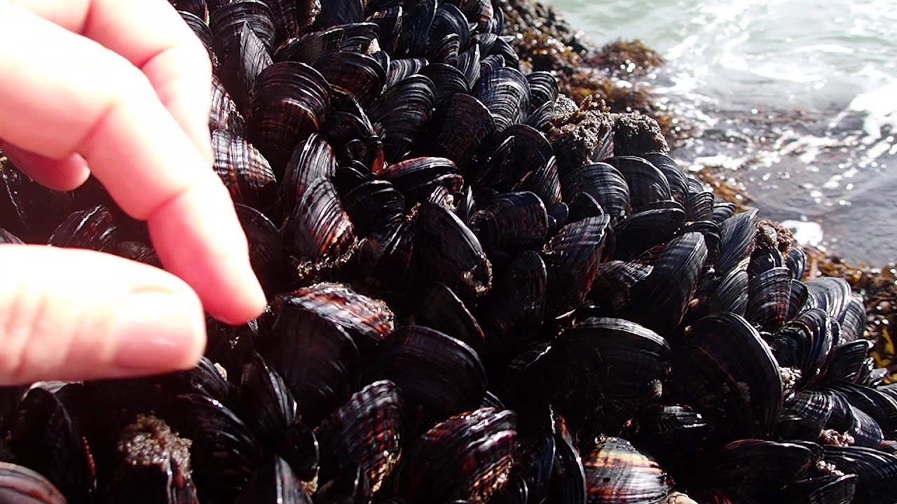 Upper Intertidal Zone Mussels