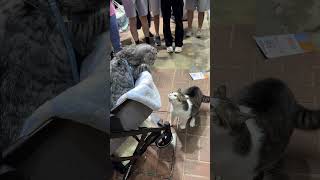 Two Cats Engaged in Heated Discussion