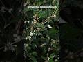 Osmanthus heterophyllus, présentation et entretien