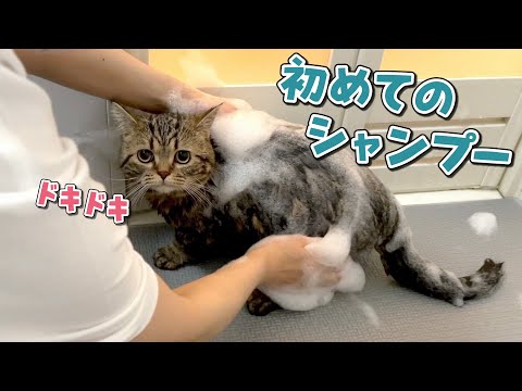 生まれて初めてお風呂に入ったらキャラ崩壊しちゃった猫！