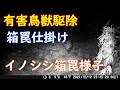 『有害鳥獣駆除』　イノシシ箱罠年間捕獲200頭のベテランハンターのやり方を聞いてきました。イノシシ誘引方法　How to attract wild boar