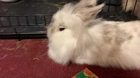 How to apologize to your Bunny