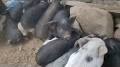 Video for Murmu pig farm