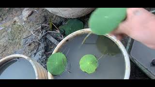 Vì Sao Lá Sen Không Đứng? Một Củ Sen Cho Bao Nhiêu Hoa?