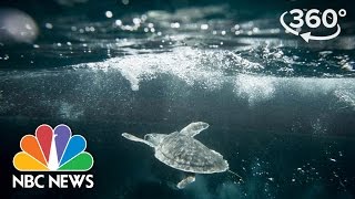 Kemp’s Ridley Turtles ‘Swim for Their Lives’ | 360 Video | NBC News