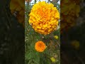 Love for natural beauty 😍😍 #youtubeshorts #trending #shorts #natural #flowers #cr7