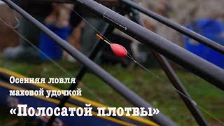 Осенняя ловля  маховой  удочкой &quot; Полосатой плотвы&quot;