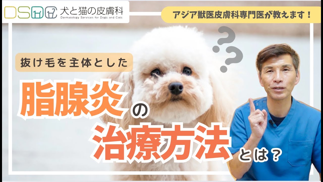 【犬と猫の皮膚科】こんな症状ない？抜け毛を主体とした脂腺炎の治療方法について皮膚科専門医がお答えします【皮膚科専門医】