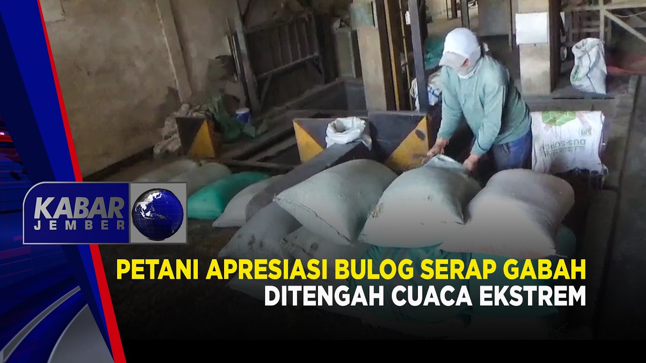 Petani Apresiasi Bulog Serap Gabah Ditengah Cuaca Ekstrem  | Kabar Jember