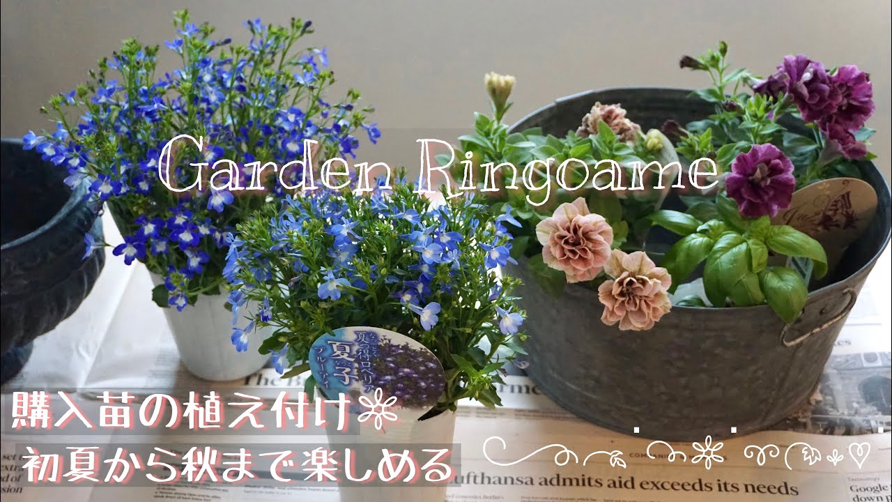 ガーデニング】5月の購入苗の紹介&植え付け🌼【ペチュニア】 - YouTube