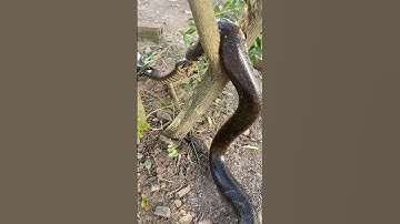 Khi Hai Con Rắn Vua Của Các Loài Rắn Độc Cắn Nhau Sẽ Như Thế Nào #short#runguminh#RungUMinh