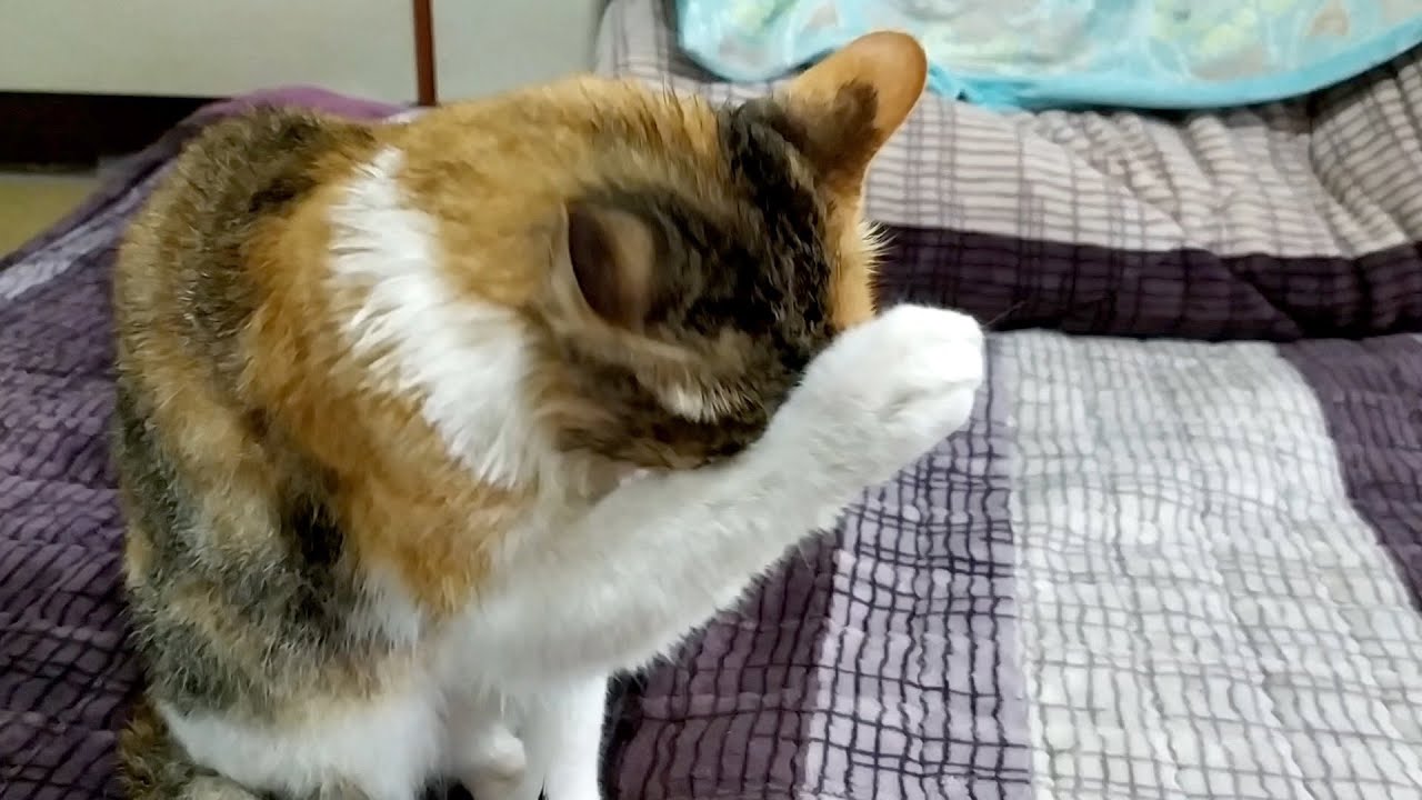 Cat Grooming After Bath #3