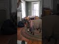 Rescue Baby Donkey Moves Inside Due To Frigid Temperatures CloseYourRings Rescue Baby Donkey Moves Inside Due To Frigid Temperatures CloseYourRings