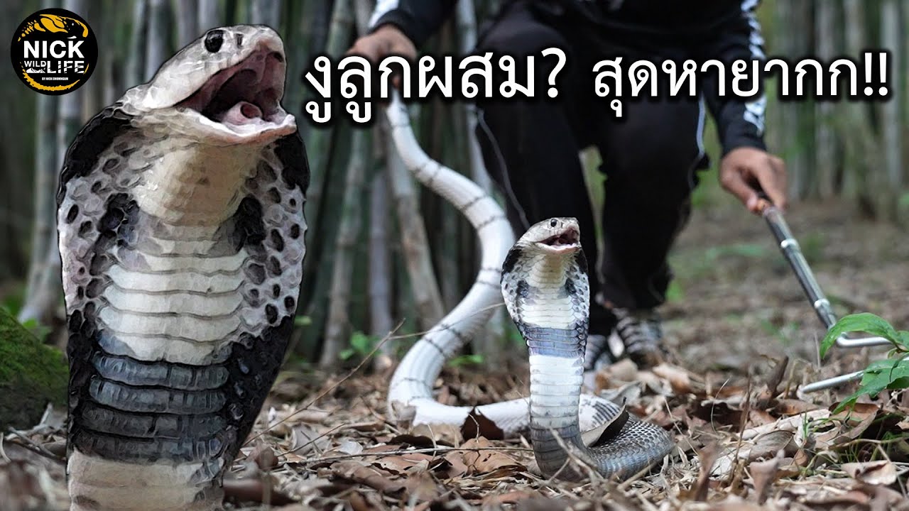 ลุยดิบ EP.14 งูลูกผสม? สุดหายากก!!